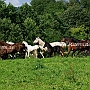 Aegidienberger+Am_Saddlebred Horse1(10)